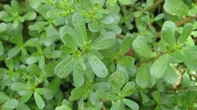 XOLDA Kulfa Seed(37 per packet)