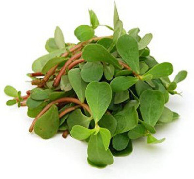 Paudha Kulfa Seed(26 per packet)