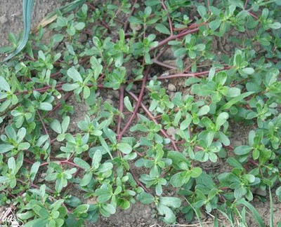 XOLDA Kulfa Seed(11 per packet)