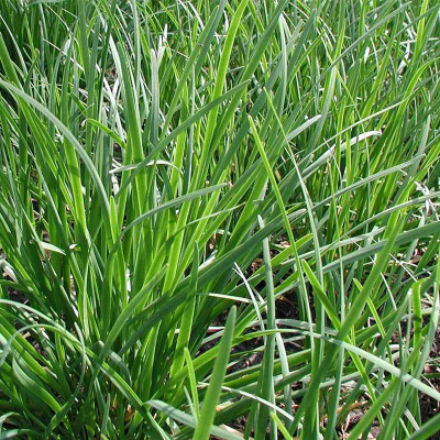 XOLDA Garlic chives Seed(10 per packet)