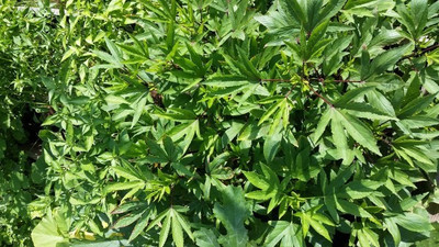 XOLDA Ambada Seed(21 per packet)