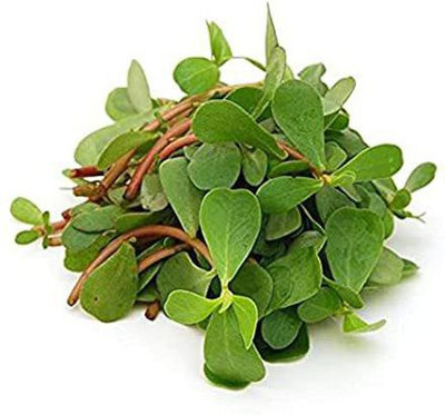 Paudha Kulfa Seed(26 per packet)