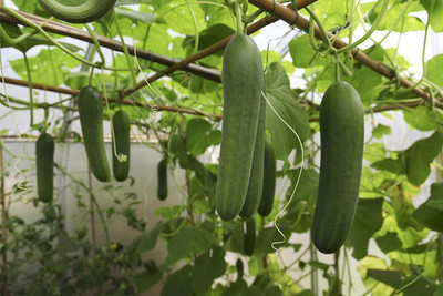 TRICONE Cucumber Seed(165 per packet)