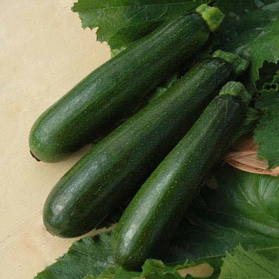 Aywal Imported Zucchini Green Hybrid Vegetable Seed(20 per packet)