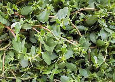 XOLDA Kulfa Seed(27 per packet)