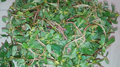 XOLDA Kulfa Seed(41 per packet)