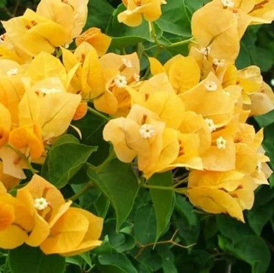 MagicQueen Bougainvillea Plant(Hybrid, Pack of 1)