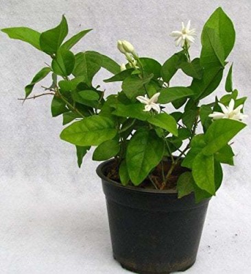 RhinoBells Jasmine Plant(Hybrid, Pack of 1)