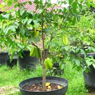 RhinoBells Star Fruit Carambola Grafted Plant(Hybrid, Pack of 1)