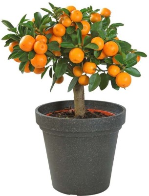 RhinoBells Lemon Plant(Hybrid, Pack of 1)