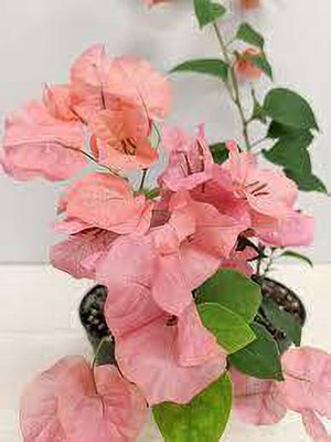 Samarthgreens Bougainvillea Plant(Hybrid, Pack of 1)