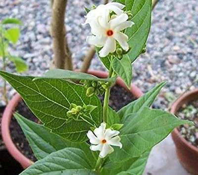 RhinoBells Parijat/Harsingar Plant(Hybrid, Pack of 1)