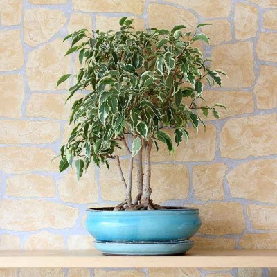 RhinoBells Ficus Bonsai Plant(Hybrid, Pack of 1)