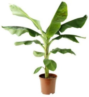 RhinoBells Banana Plant(Hybrid, Pack of 1)