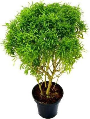 RhinoBells Aralia Plant(Hybrid, Pack of 1)