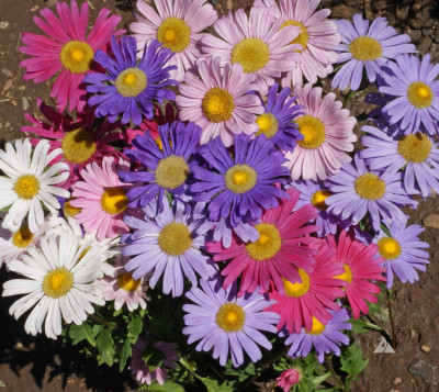 Mozette Aster Mix Flower Seed(32 per packet)