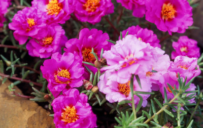 XOLDA Portulaca Mix flower Seed(45 per packet)
