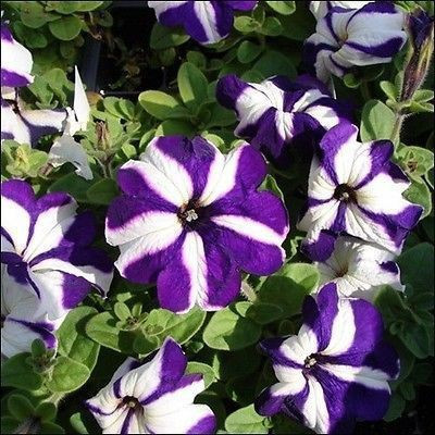 Mozette Petunia Ultra star Flower Seed(37 per packet)
