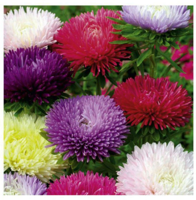 Paudha Aster Mix Flower Seed(26 per packet)