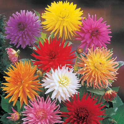 Mozette Dahlia Mix Flower Seed(32 per packet)