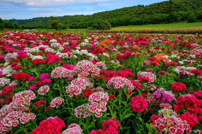 Mozette Sweet William Flower Seed(17 per packet)