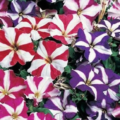 Mozette Petunia Ultra star Flower Seed(17 per packet)