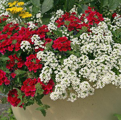 XOLDA Sweet Allysum Flower Seed(31 per packet)