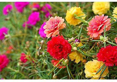 XOLDA Portulaca Mix flower Seed(51 per packet)