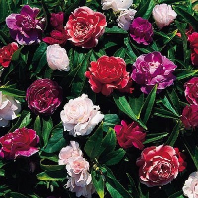 Paudha Balsam rose Mix Flower Seed(50 per packet)