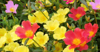 XOLDA Portulaca Mix flower Seed(30 per packet)