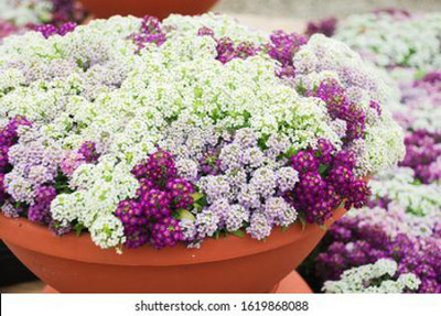 XOLDA Sweet Allysum Flower Seed(40 per packet)