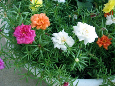 XOLDA Portulaca Mix flower Seed(30 per packet)