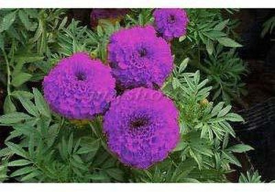 MKR Enterprises Purple Marigold Seed(100 per packet)