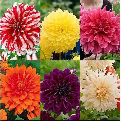 Mozette Dahlia Mix Flower Seed(27 per packet)