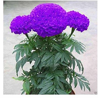 MKR Enterprises Purple Marigold Seed(150 per packet)