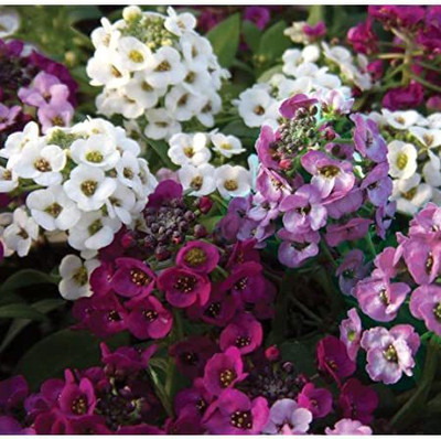 Mozette Sweet Allysum Flower Seed(22 per packet)