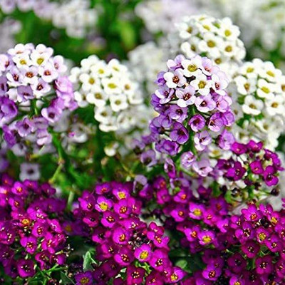 XOLDA Sweet Allysum Flower Seed(30 per packet)