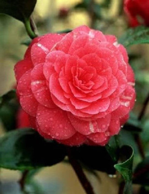 Mozette Balsam rose Mix Flower Seed(27 per packet)