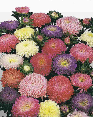 Mozette Aster Mix Flower Seed(37 per packet)