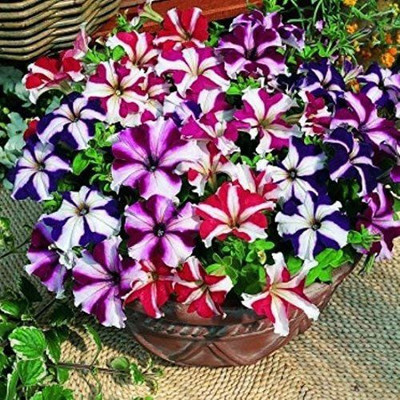 CYBEXIS NBIR-42 - STAR MIX PETUNIA Mixed Colors Petunia Violacea Flower - (60 Seeds) Seed(60 per packet)