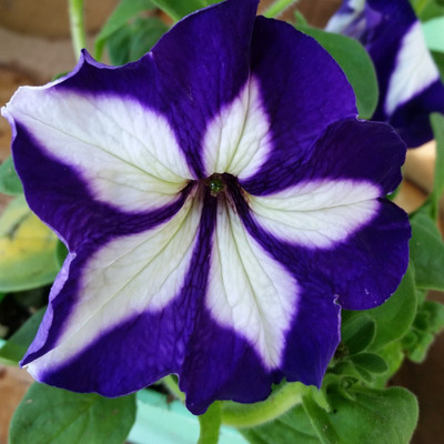XOLDA Exotic petunia ultra star Seed(24 per packet)