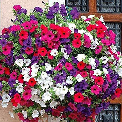 Mozette Petunia Mix flower Seed(12 per packet)