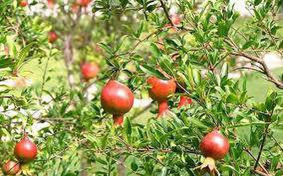 Cloud Farm Pomegranate Plant(Hybrid, Pack of 1)