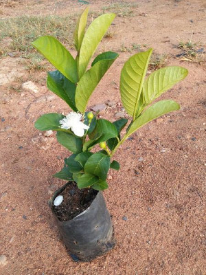 plantsshops Guava Plant(Hybrid, Pack of 1)