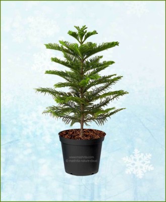 MISHKA ENTERPRISE Christmas Tree Plant(Hybrid, Pack of 1)