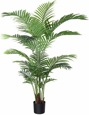 greenplanthub Areca Palm(Pack of 1)