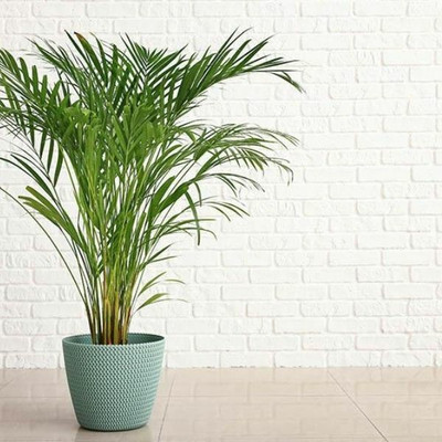 KUMUBON Areca Palm(Hybrid, Pack of 1)