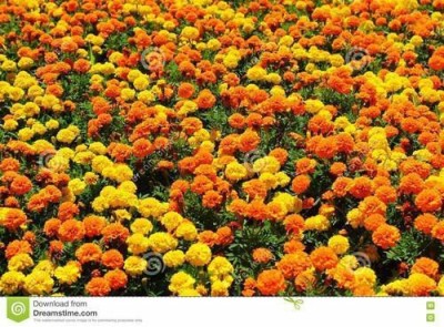 Mozette MariGold Mix Flower Seed(27 per packet)