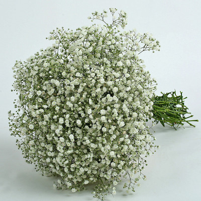 Mozette Gypsophila Flower Seed(32 per packet)