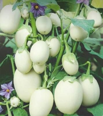 CYBEXIS TLX-41 - Organic White Brinjal - (1350 Seeds) Seed(1350 per packet)
